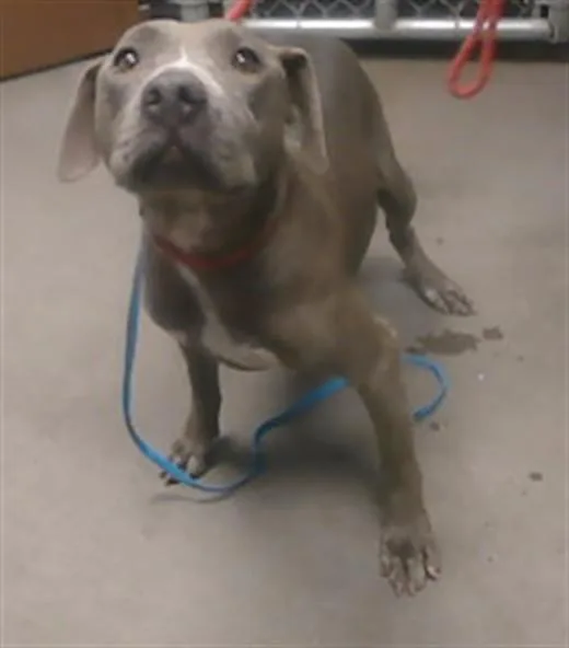 An adult large-sized female Pit Bull Terrier dog named Plum for adoption in Phoenix, AZ