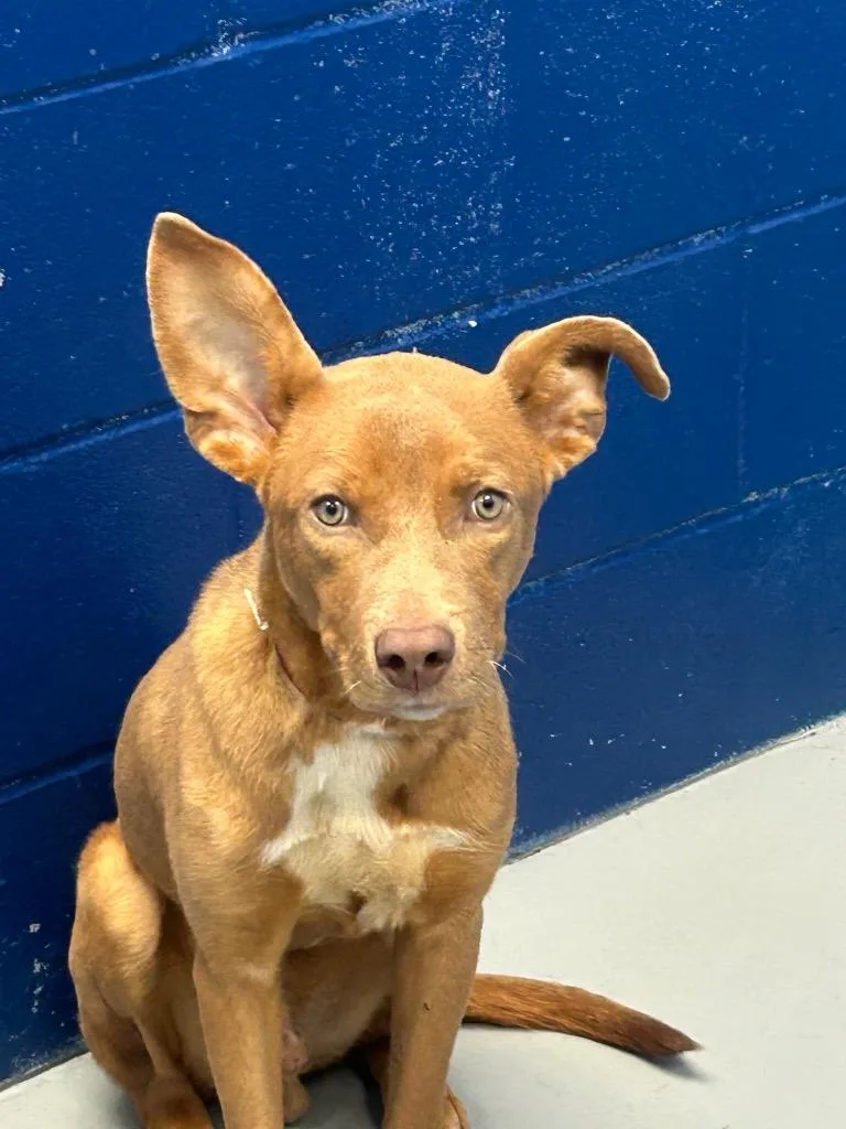 A baby medium-sized male Retriever dog named Noni for adoption in Hartsville, SC