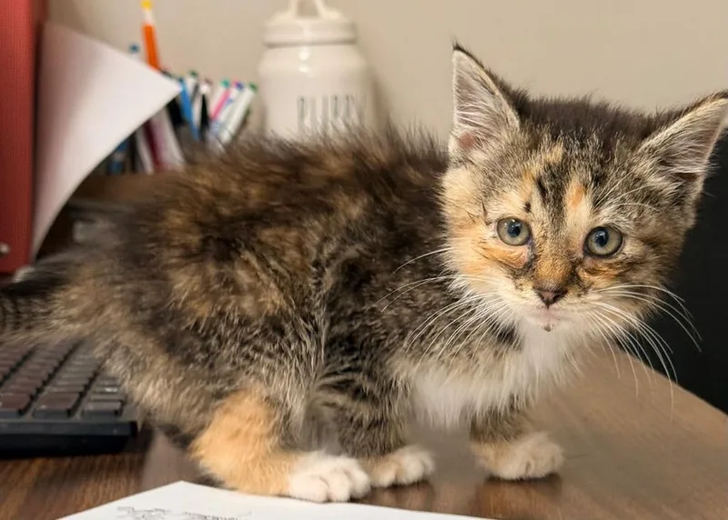 A baby medium-sized female Domestic Short Hair cat named Mileena for adoption in North Vernon, IN