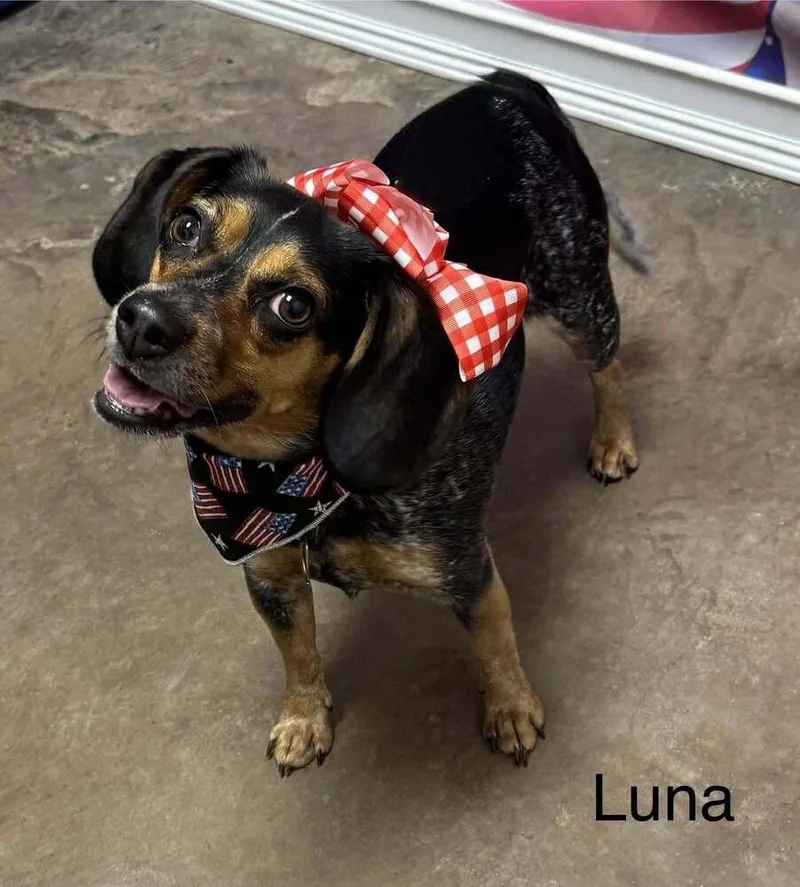 Luna thumbnail 2