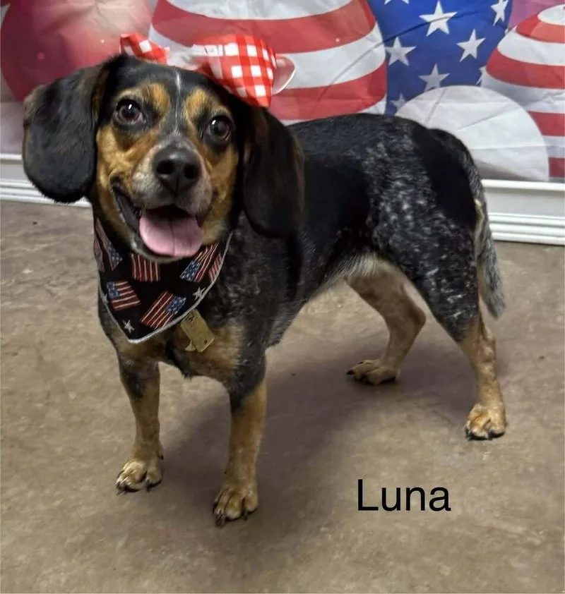 Luna thumbnail 3