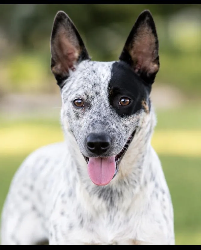 A young medium-sized male Australian Cattle Dog / Blue Heeler dog named Thor for adoption in Kiln, MS