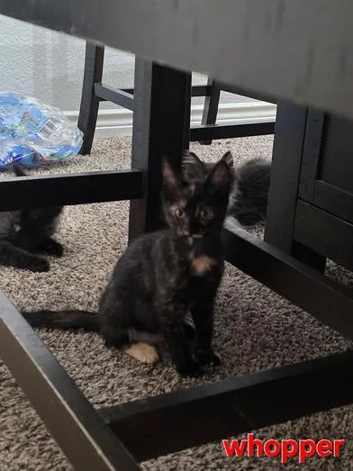 A baby medium-sized female Tortoiseshell Domestic Short Hair cat named Whopper for adoption in Liverpool, TX