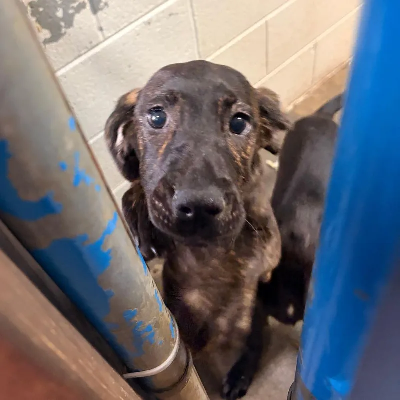 A baby small-sized male Brindle Hound dog named Moe for adoption in Franklin, NC