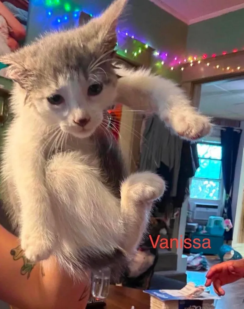 A baby medium-sized female Domestic Short Hair cat named Vanissa for adoption in Cloquet, MN