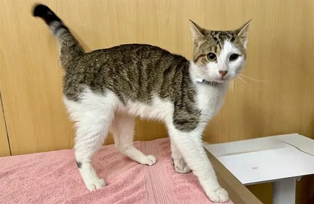 A young small-sized male Domestic Short Hair cat named Drifter for adoption in Saint Louis, MO