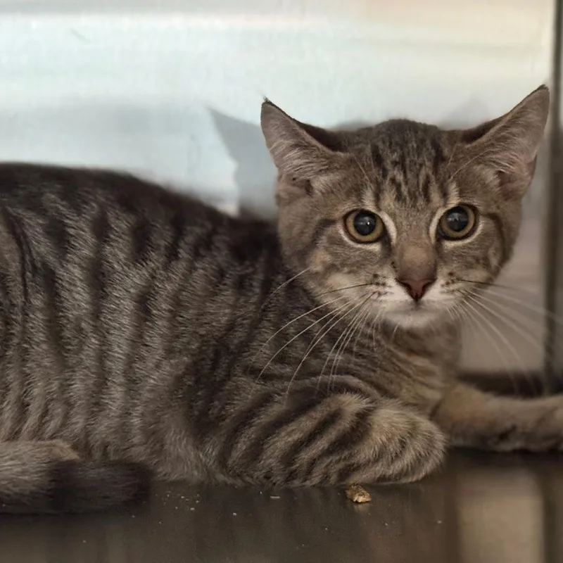 A baby small-sized male Domestic Short Hair cat named Snap for adoption in Ridgely, MD