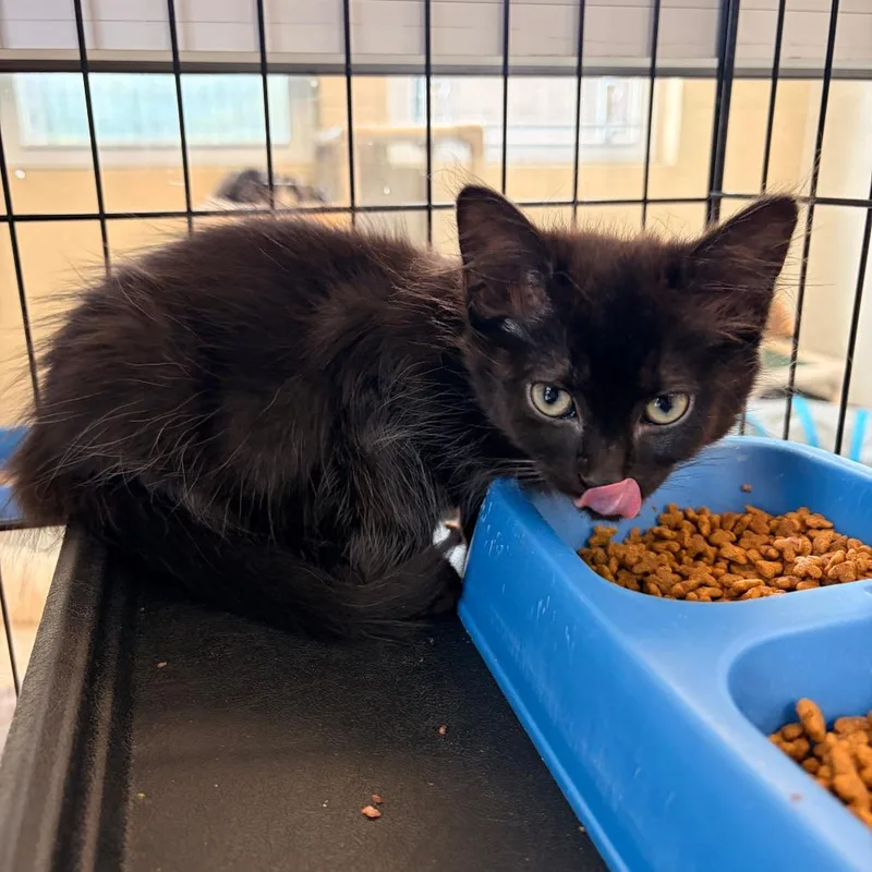 A baby small-sized male Black Domestic Medium Hair cat named Marble for adoption in Franklin, NC