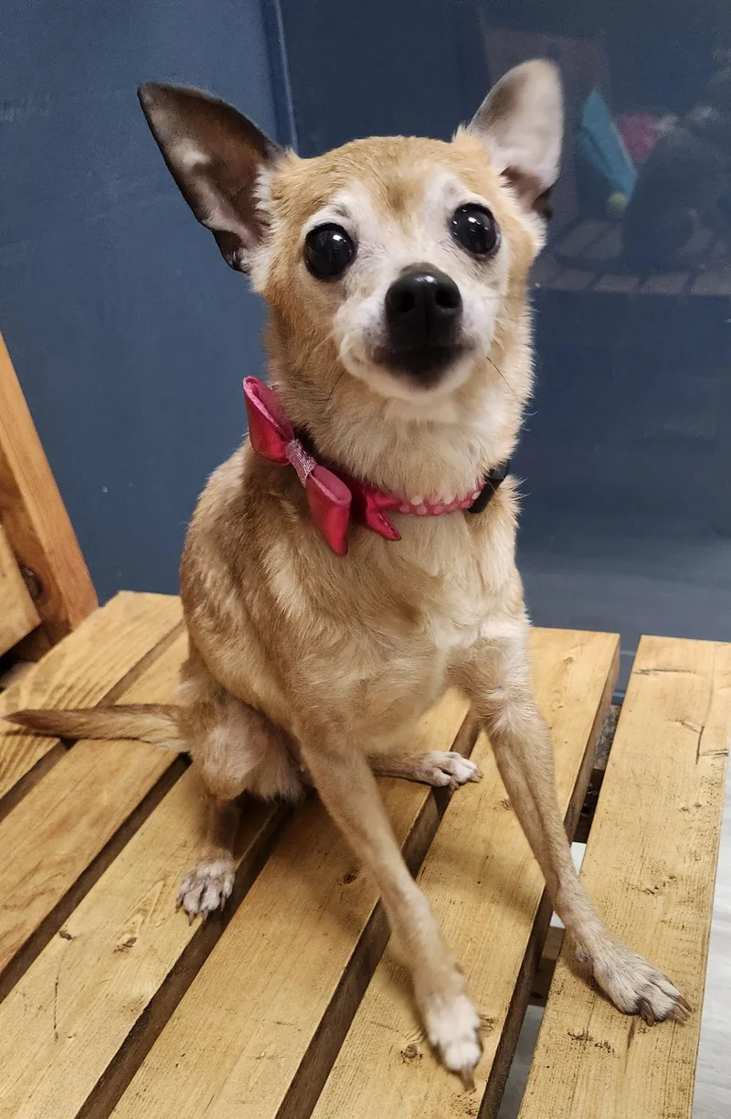 A senior small-sized female Yellow / Tan / Blond / Fawn Chihuahua dog named Fried Tomato for adoption in Mansfield, OH