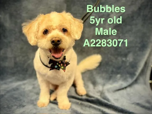 An adult small-sized male Mixed Breed dog named Bubbles for adoption in Chatsworth, CA