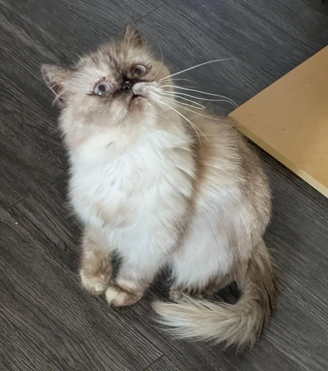 Sophie
