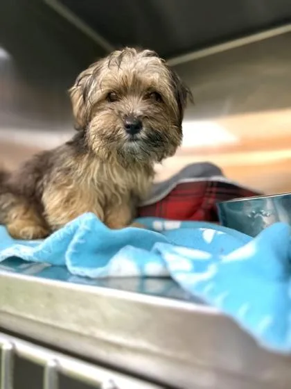A baby small-sized female Yorkshire Terrier dog named Poppy for adoption in New Orleans, LA