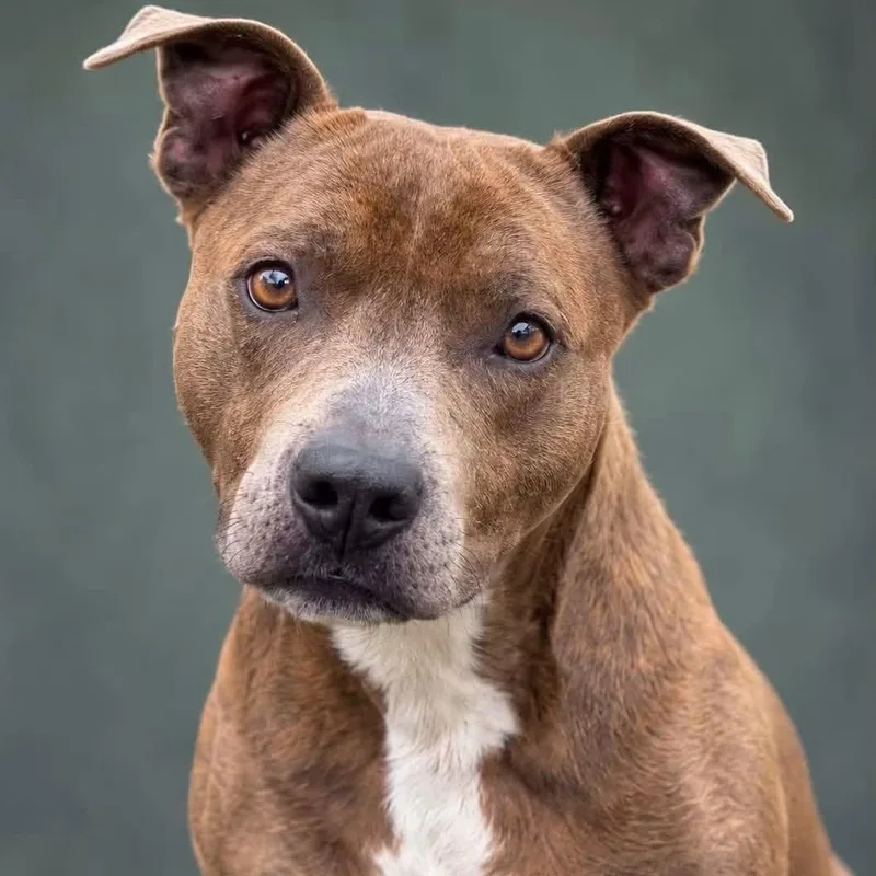 An adult medium-sized male Pit Bull Terrier dog named Gillary for adoption in Cranston, RI