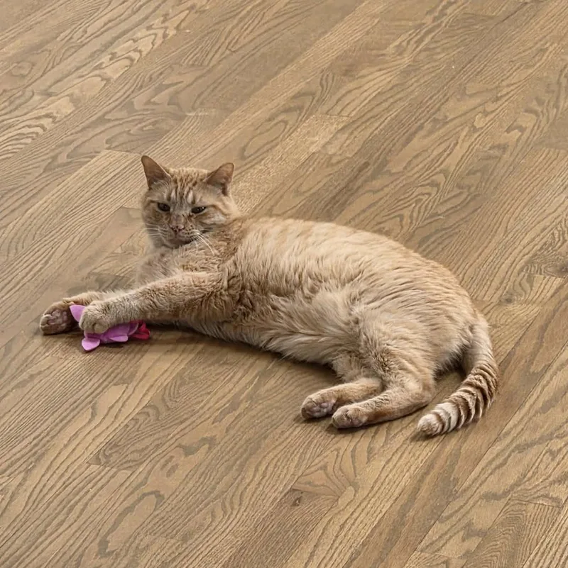An adult medium-sized male Tabby (Orange / Red) Domestic Short Hair cat named Bubba for adoption in China Township, MI