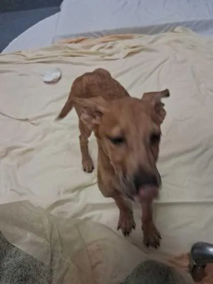 A baby medium-sized female Mountain Cur dog named Xylophone for adoption in Sevierville, TN