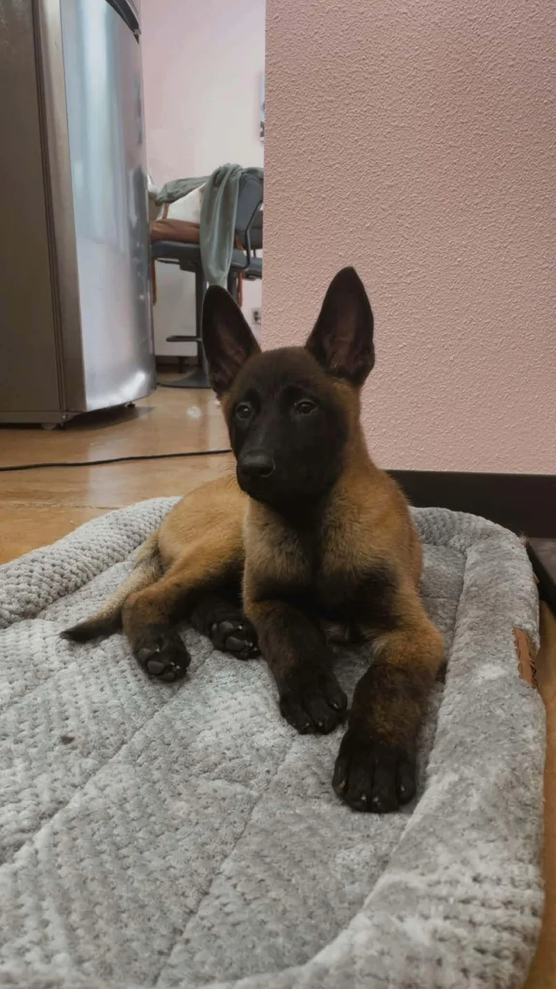 A baby small-sized male Belgian Shepherd / Malinois dog named Drako for adoption in Houston , TX