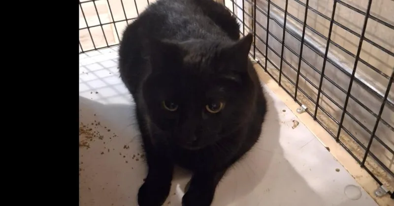 An adult large-sized female Black Domestic Short Hair cat named Scout L. for adoption in Peoria, IL