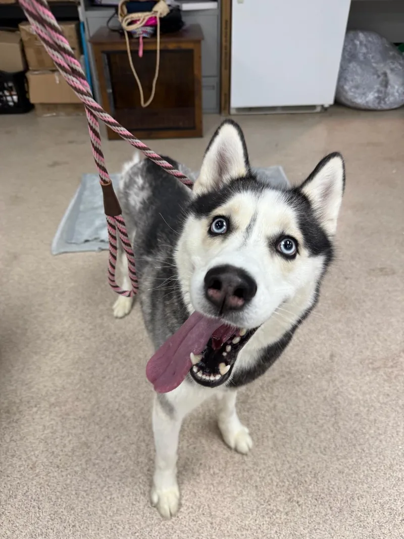 An adult medium-sized male Husky dog named Frodo for adoption in Teterboro, NJ
