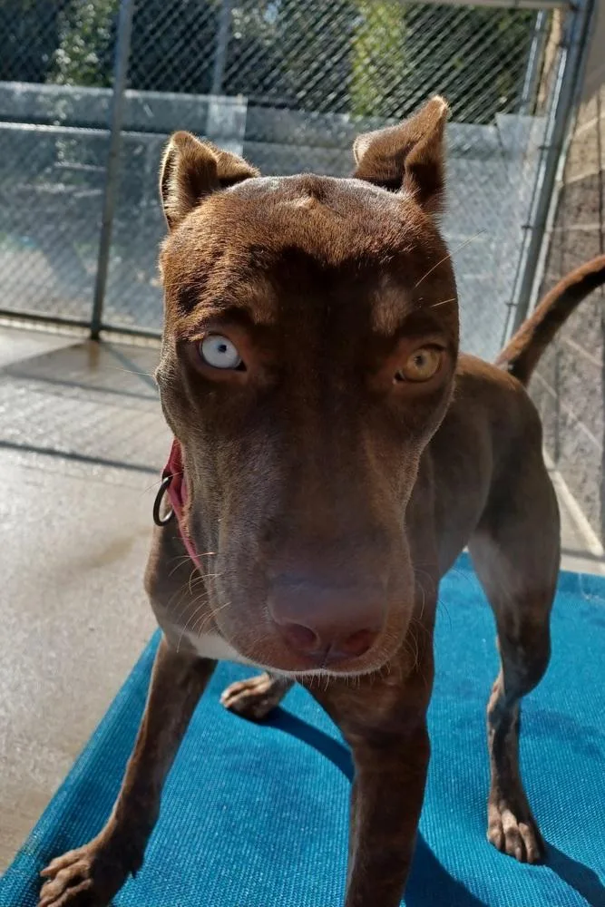 A young medium-sized female Terrier dog named Livia for adoption in Kalamazoo, MI