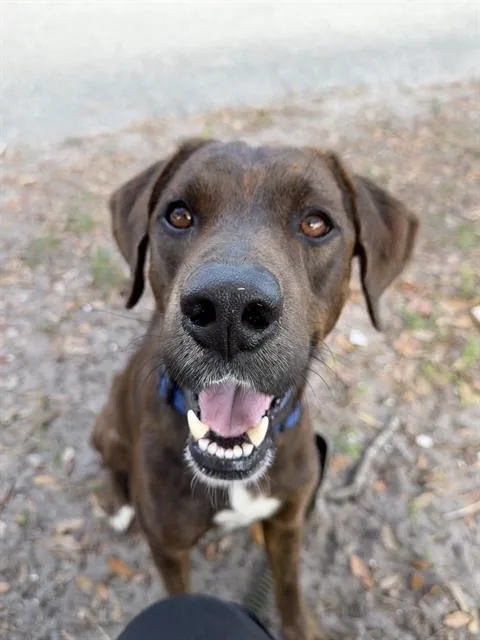 An adult medium-sized male Mixed Breed dog named Dobby for adoption in Palmetto, FL