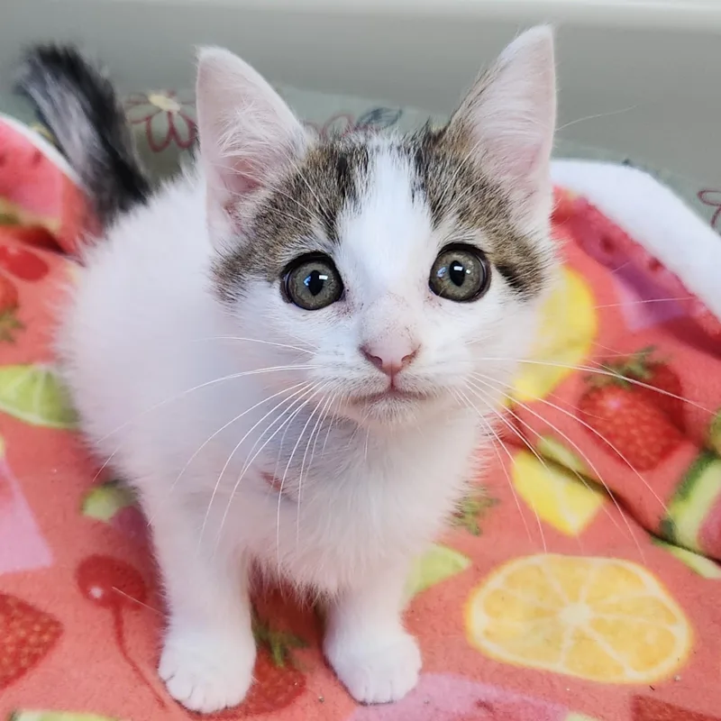 A baby medium-sized male White Domestic Short Hair cat named Mouse & Rat for adoption in Marshfield, WI