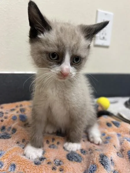 A baby small-sized male Domestic Short Hair cat named Coconut for adoption in Kennewick, WA