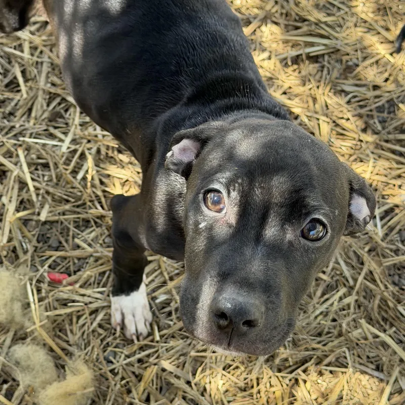 Protein Bar thumbnail 2