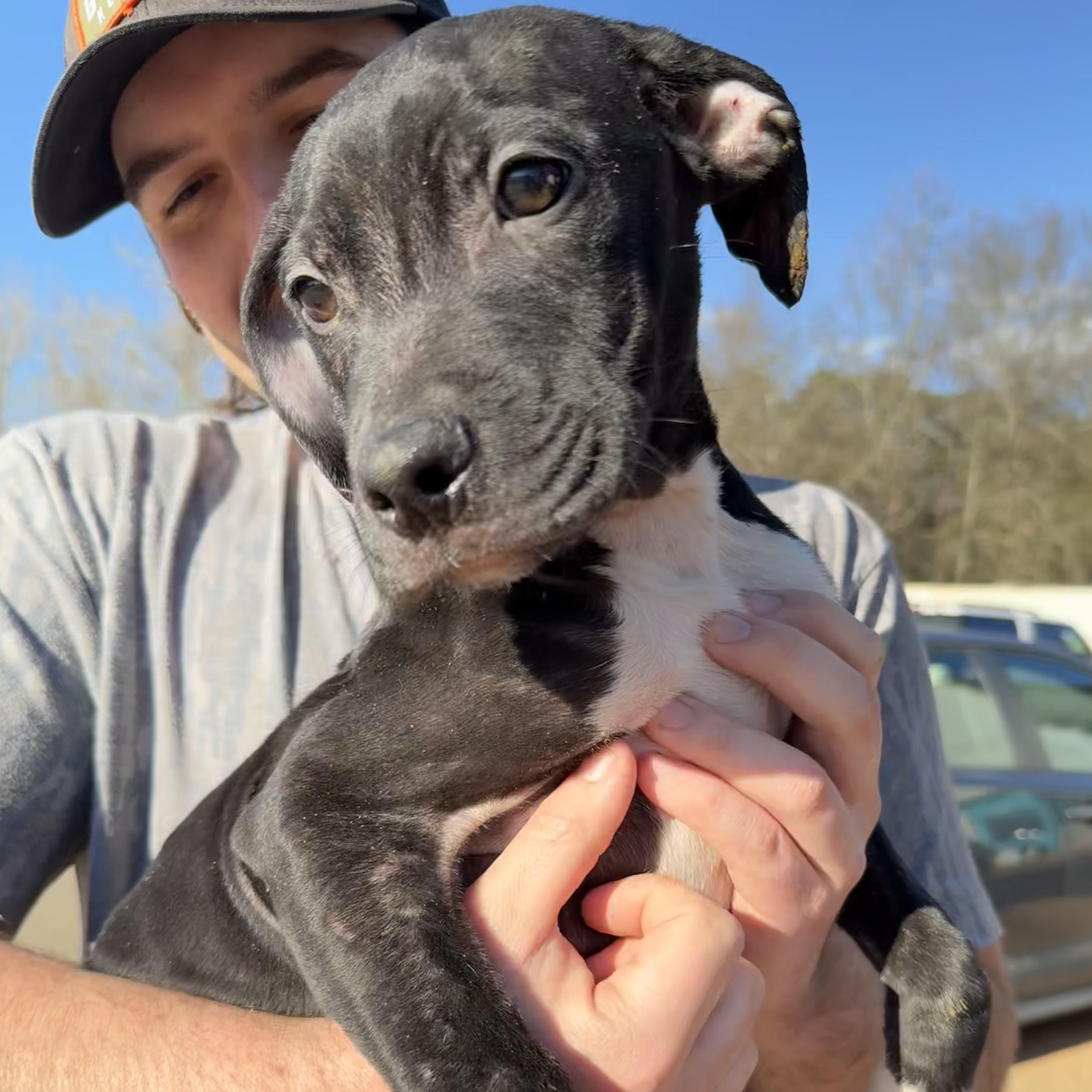 Protein Bar thumbnail 4