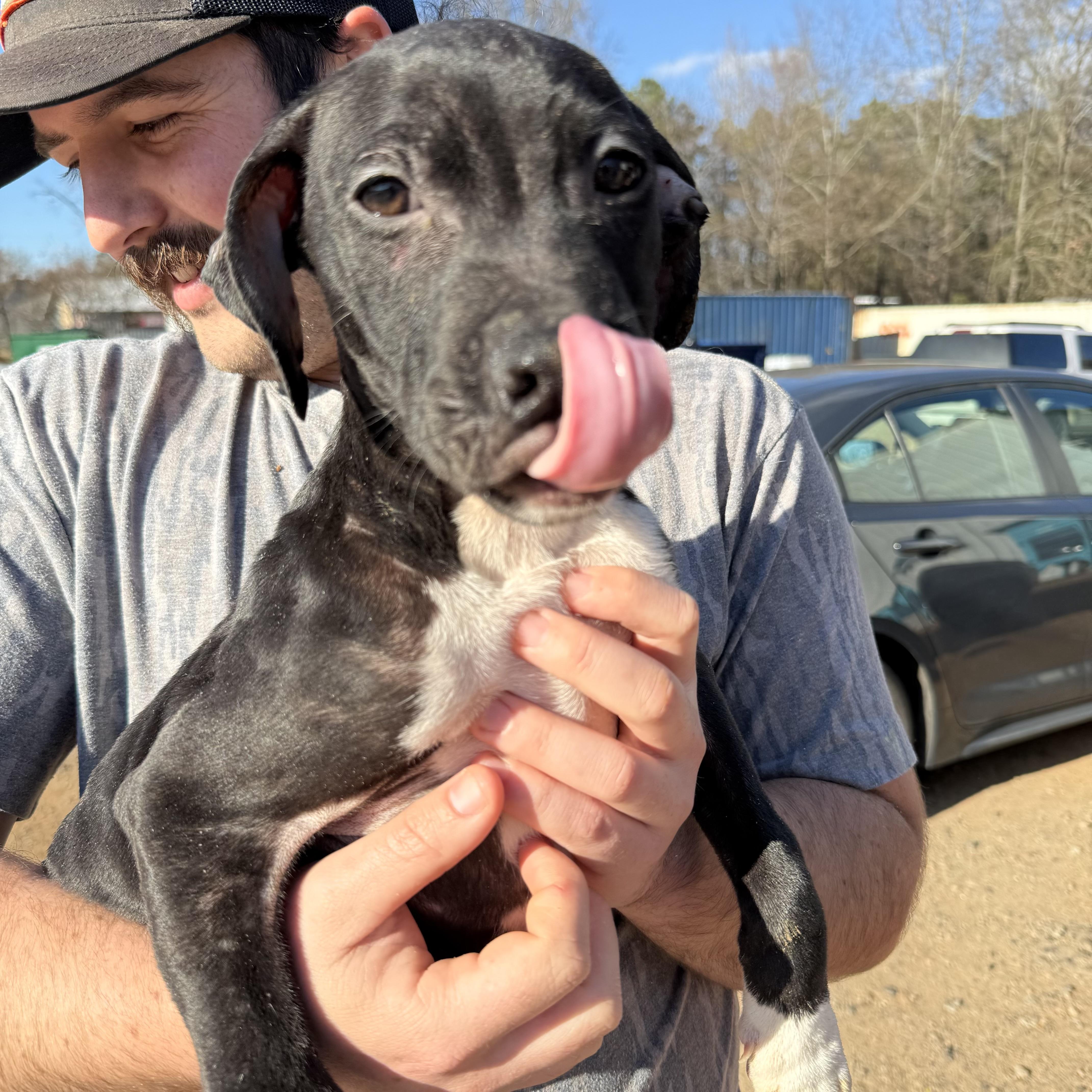 Protein Bar thumbnail 5