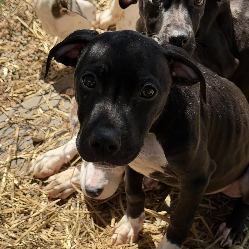 Protein Bar thumbnail 6