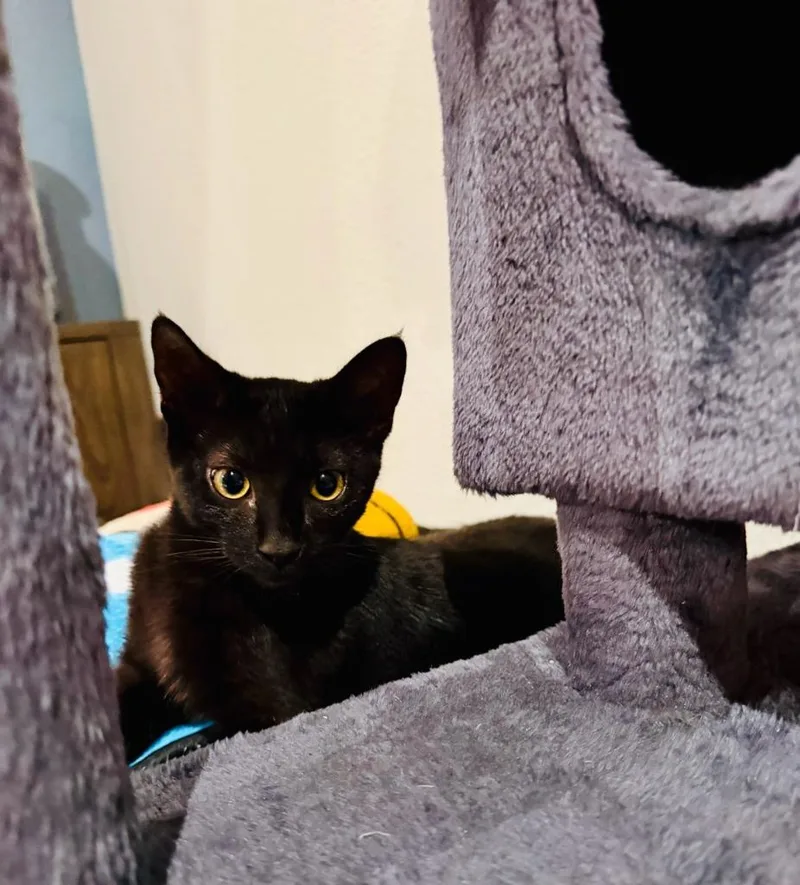 A baby medium-sized female Domestic Short Hair cat named Raven for adoption in San Antonio, TX