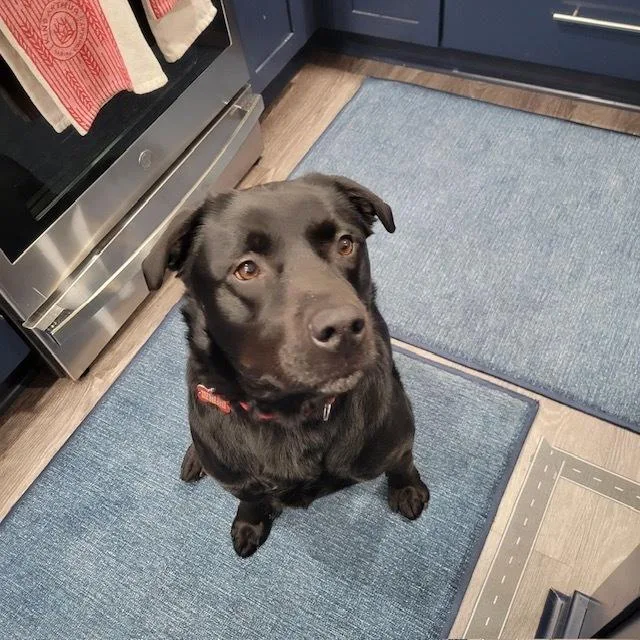 Maybelle thumbnail 2