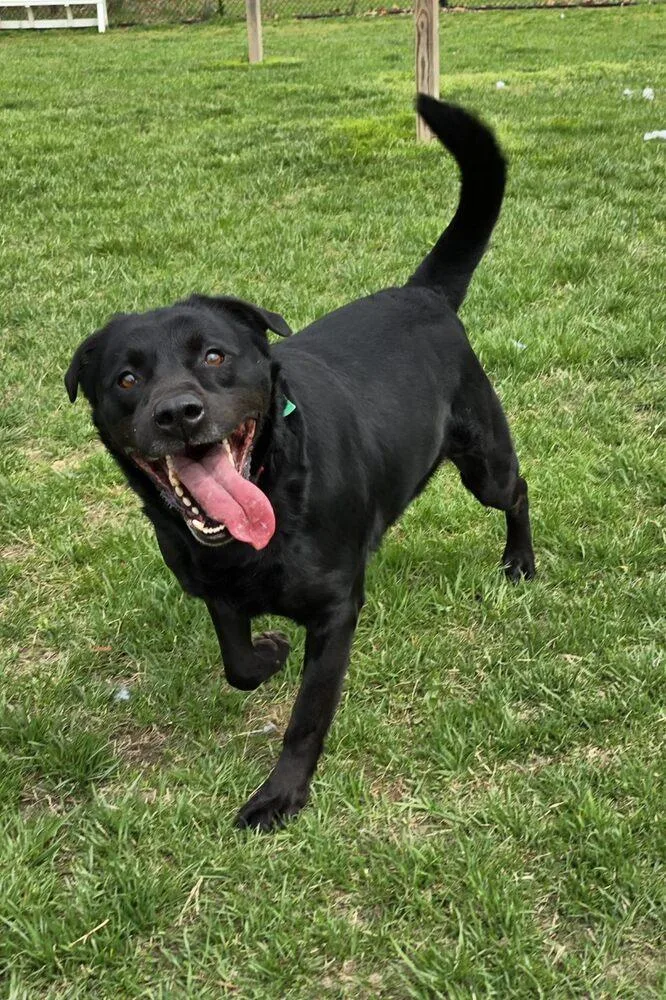 Maybelle thumbnail 3