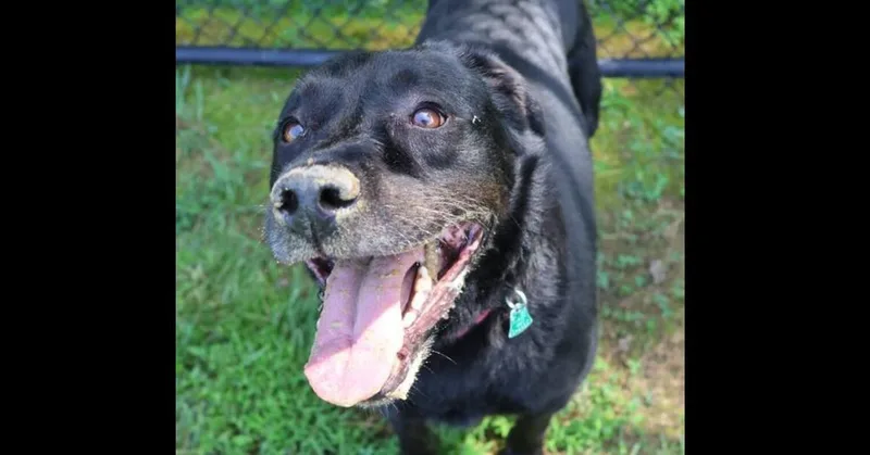 Maybelle thumbnail 4