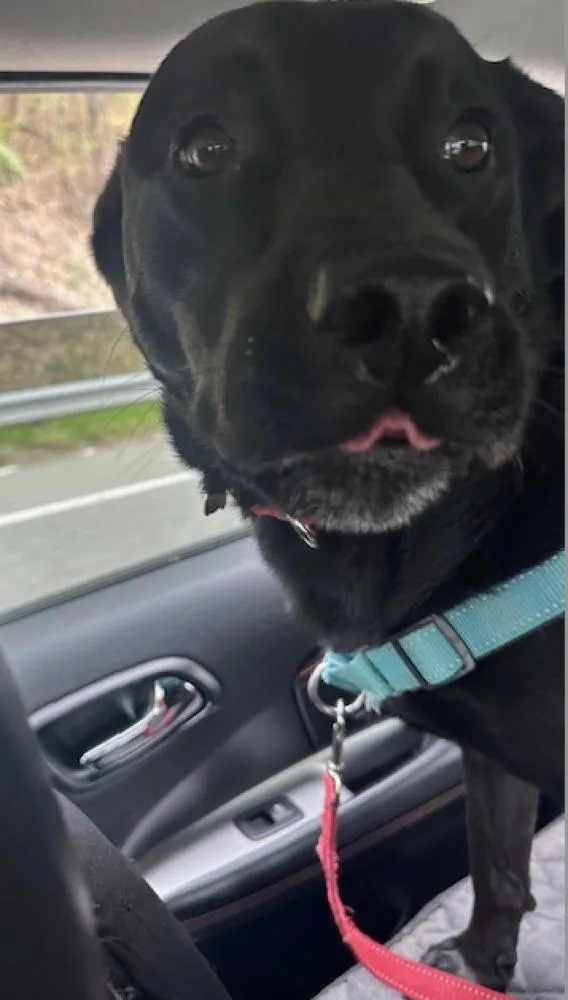 Maybelle thumbnail 5