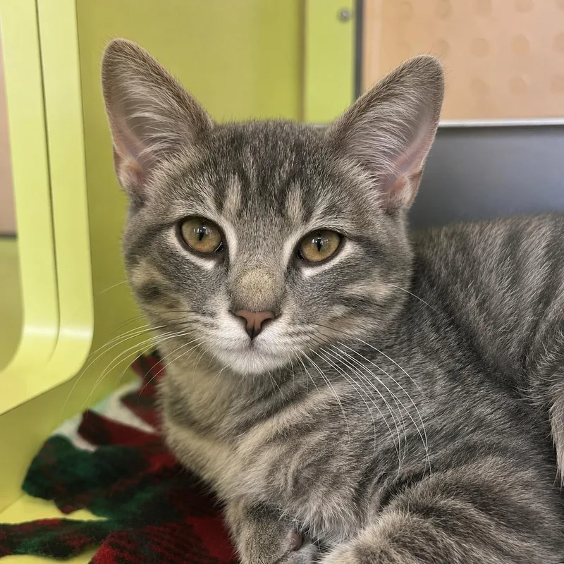 A baby medium-sized male Gray / Blue / Silver Domestic Short Hair cat named Dustpan for adoption in Pontiac, MI