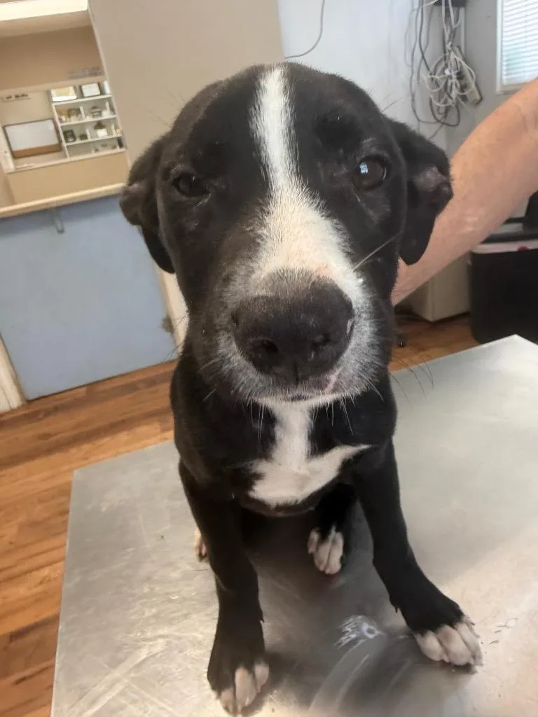 A baby small-sized female Labrador Retriever dog named Vanna for adoption in Fayetteville, TN