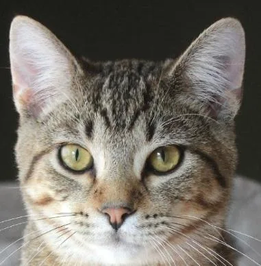 Roald thumbnail 5