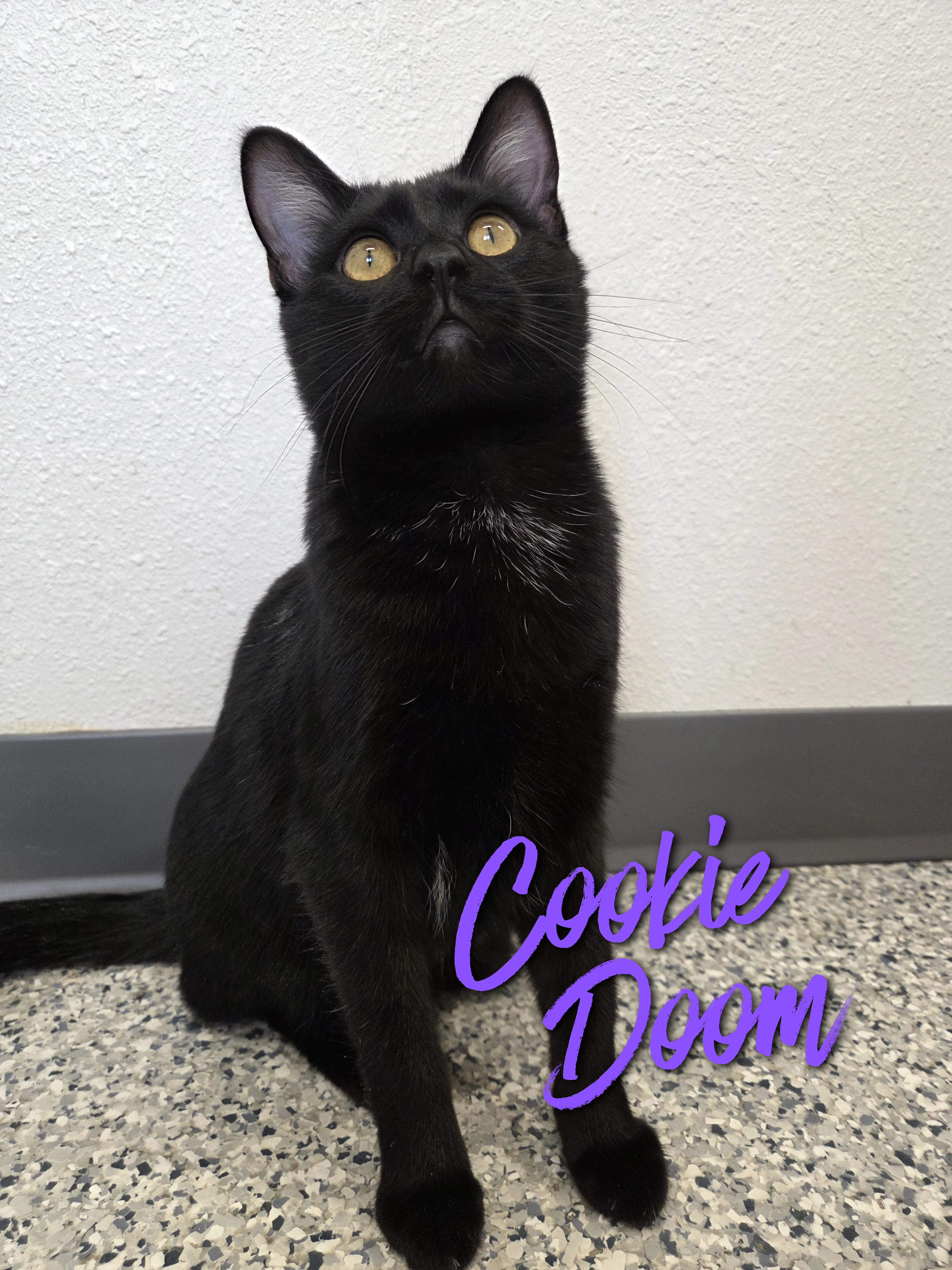 A baby small-sized female Black Domestic Short Hair cat named Cookie Doom for adoption in Nevada, IA