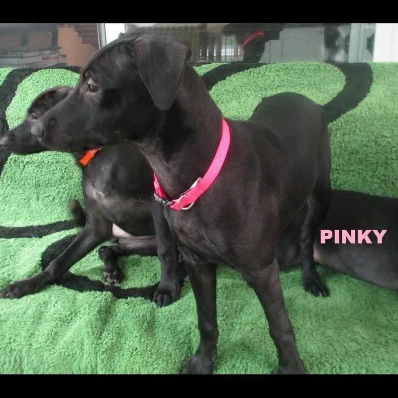 Pinky thumbnail 3