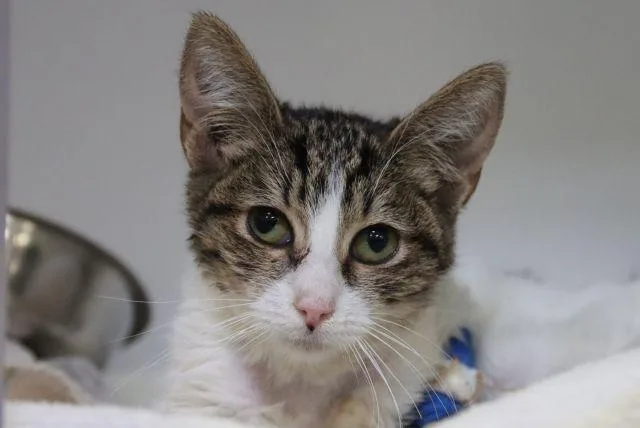 A baby small-sized female Domestic Short Hair cat named Dancing Queen for adoption in Tucson, AZ