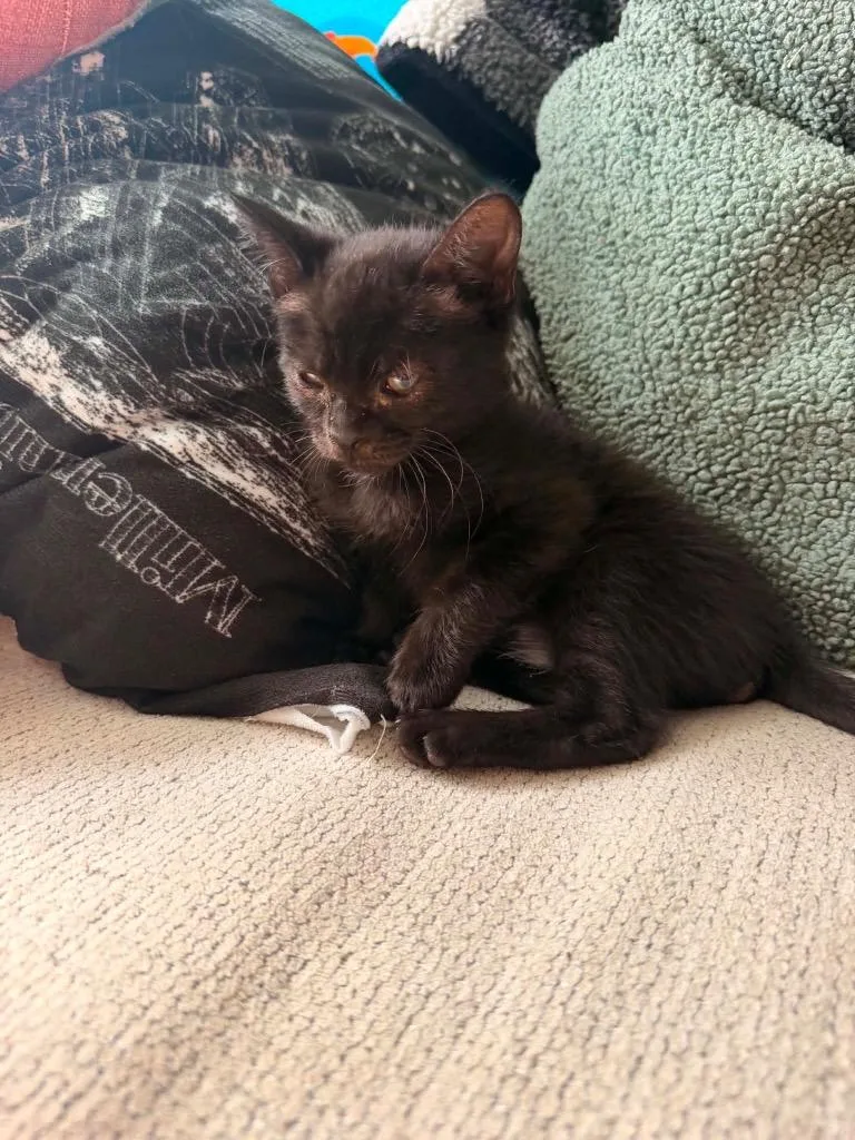 A baby small-sized female Domestic Short Hair cat named Velcro Val for adoption in Newnan, GA