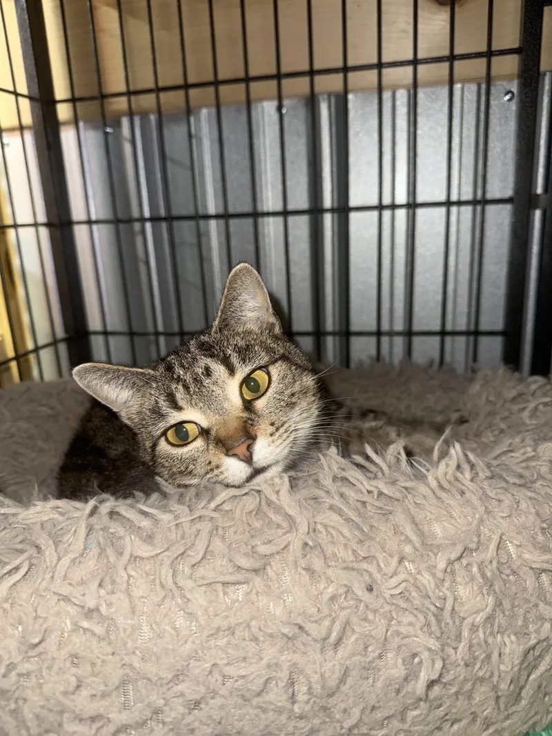 A young medium-sized female Domestic Short Hair cat named Poppy for adoption in Chuckey, TN