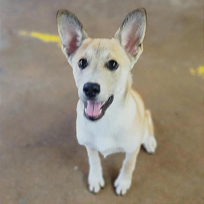 A baby medium-sized female Yellow / Tan / Blond / Fawn Shepherd dog named Abby for adoption in Denison, TX