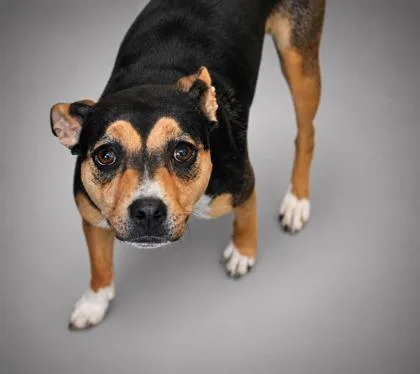 An adult medium-sized female Terrier dog named Gretchen for adoption in Bowling Green, KY