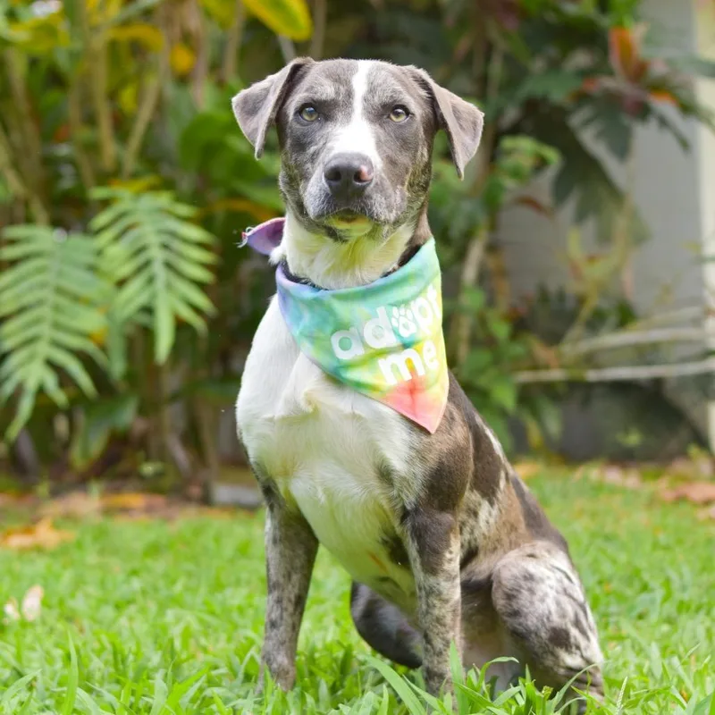An adult medium-sized male Gray / Blue / Silver Mixed Breed dog named Benny for adoption in Kailua Kona, HI