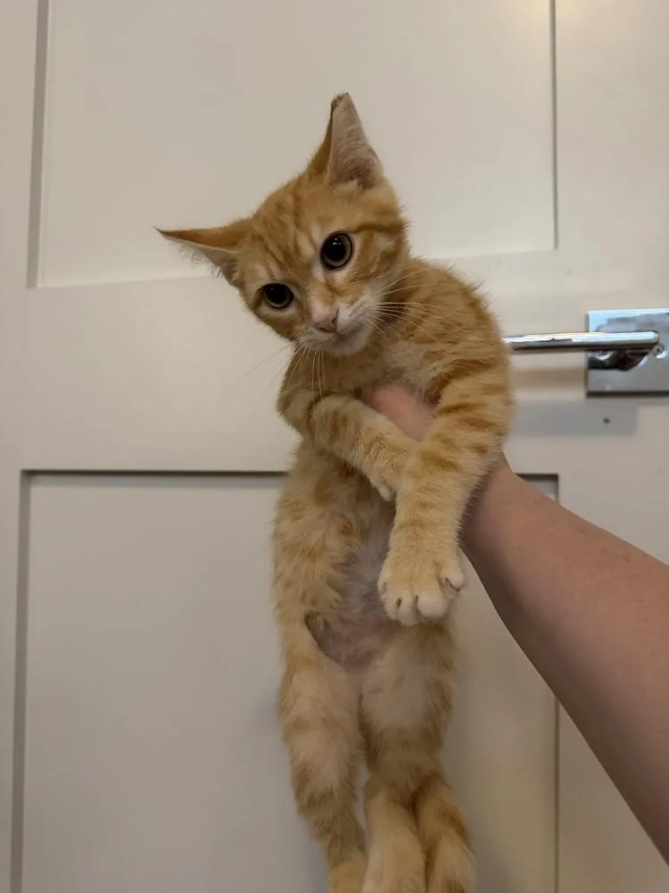 A baby small-sized male Orange & White Domestic Short Hair cat named Reece for adoption in Chicago, IL