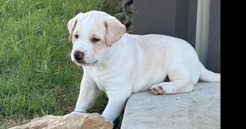 A baby small-sized male Retriever dog named Ruby's Final : Shai for adoption in Dallas, TX