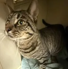 An adult large-sized male Domestic Short Hair cat named Simon for adoption in New Castle, IN