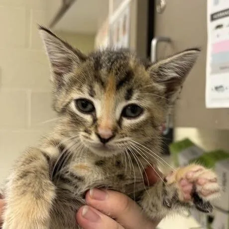 A baby small-sized female Domestic Short Hair cat named Pisgah for adoption in Asheville, NC